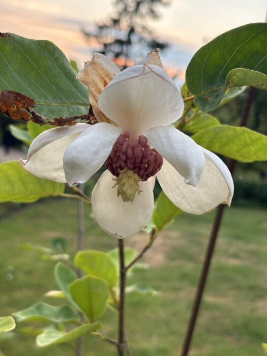 Blomma av Magnolia sieboldii i närbild med vita kronblad och grön bakgrund.