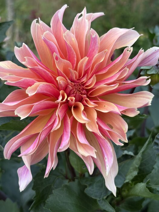En stor, färgglad dahlia med rosa och orange kronblad mot en grön bakgrund.