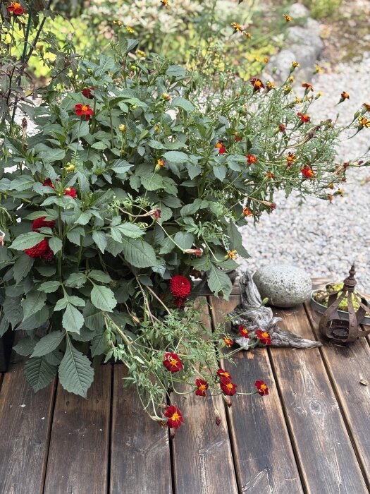 Blandade tagetes och en dahlia med röda blommor på en terrass, omgiven av dekorativa stenar och en metalllykta.