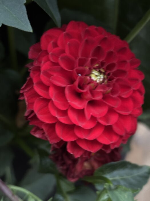 Röd blomma med täta kronblad omgiven av gröna blad.