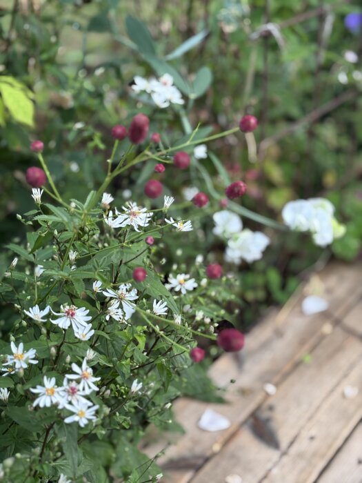 Blommor i rabatten med skogsaster, röda blodtopp-knoppar och vit rosenvial mot en bakgrund av grönt och träplankor.