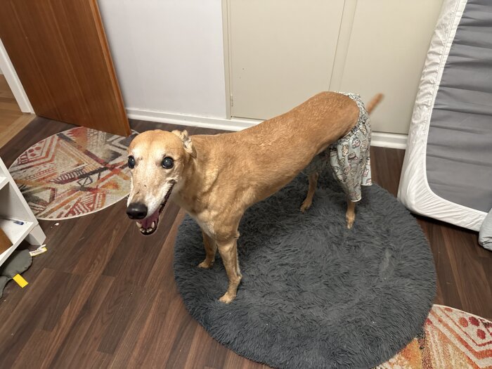 En glad hund står på en grå matta inomhus och bär byxor för att skydda ett sår på bakbenet.