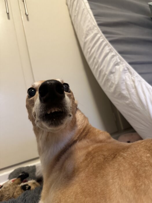 En hund tittar upp med en rolig min, inomhus på en filt bredvid en leksak och mot en säng och garderob.