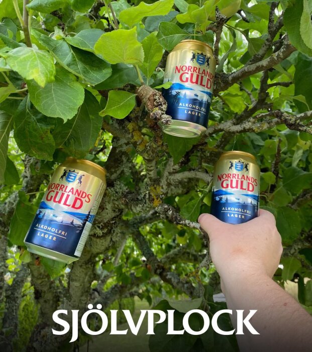 Tre Norrlands Guld-burkar i ett träd, en burk hålls av en hand. Texten "Självplock" syns nedtill.