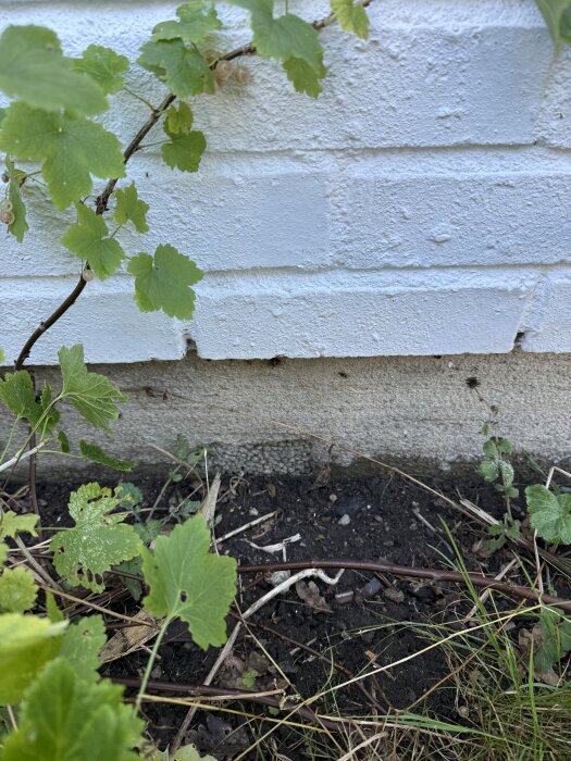 Mur med avskalad puts vid sockeln, omgiven av bar jord och växter.