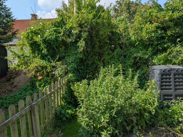 Övervuxen trädgårdshörna med brännässlor och åkervindor, trästaket samt en svart kompostbehållare i bakgrunden.