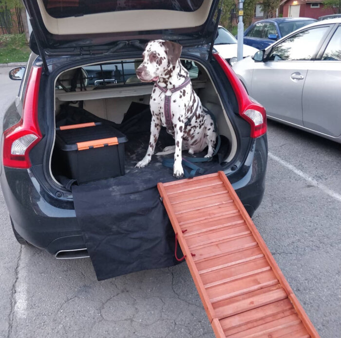 En hund sitter i bagageutrymmet av en bil med en trä-ramp ner till marken, bredvid en svart låda.