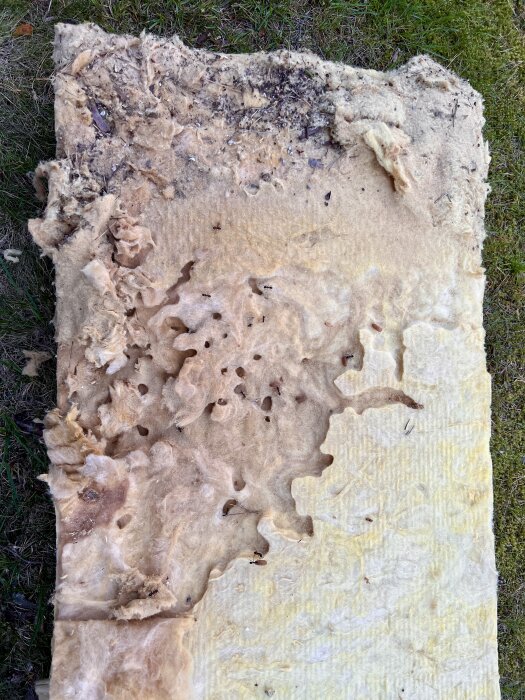 Skadad isolering med flera hål på grund av myraktivitet, synliga små myror och material som är smutsigt och delvis förstört.