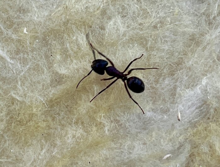 En svart myra sitter på en yta av glasullisolering.