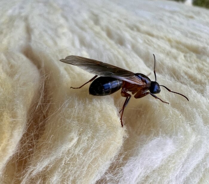 En flygande myra syns på isoleringsmaterialet, potentiellt en del av ett myrbo problem i uterum.