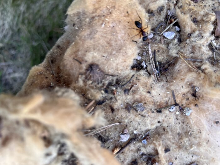 Isolering under golv med synliga myror, jord och skräp.