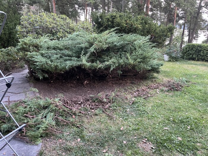 Buske med nakna jordytor och klippta grenar på en gräsmatta, omgiven av andra buskar och träd.