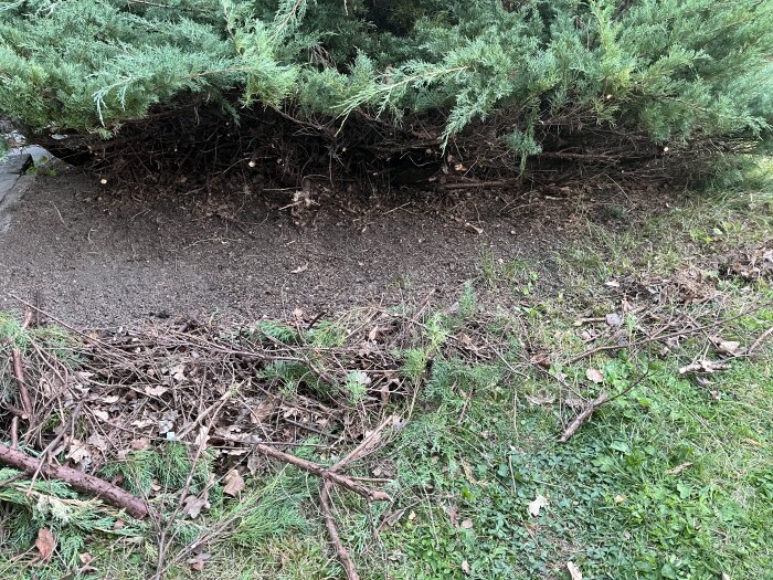 En buske med avklippta grenar lämnar en bar jordyta under, omgiven av spridda kvistar och vissna löv på en gräsmatta.