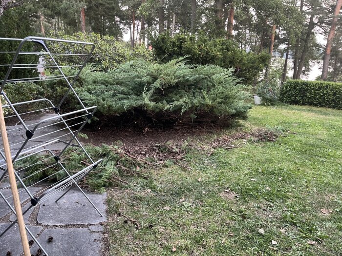 Buske med avlägsnade grenar omgiven av en stor jordyta och ett torkställ på en stenlagd yta i en trädgård.