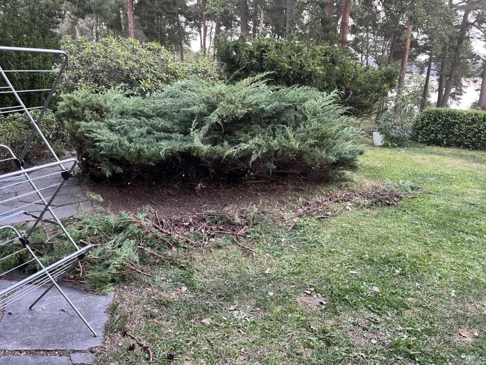 Buske med borttagna grenar som visar en stor jordyta och omgivande gräsmatta, samt en torkvinda vid sidan av busken.