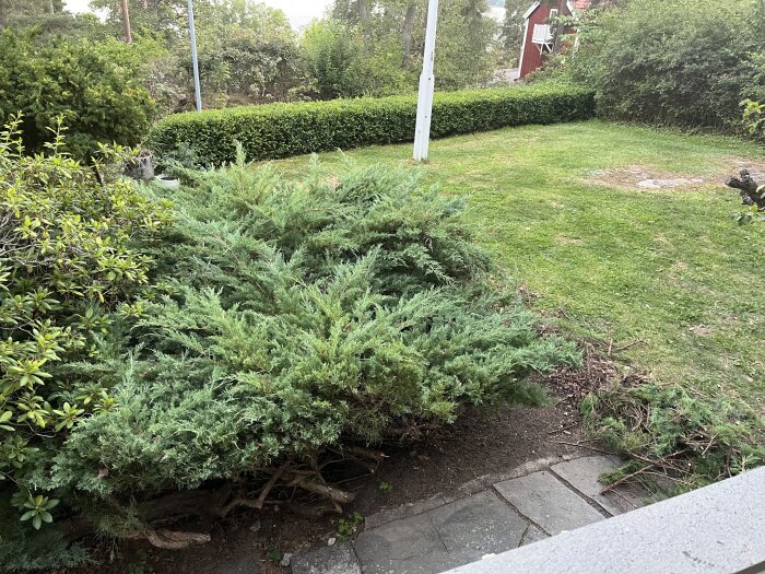 Grön buske vid en gräsmatta, med borttagna grenar och en yta med bar jord framför. Bakom busken syns ytterligare grönska och en grusgång.
