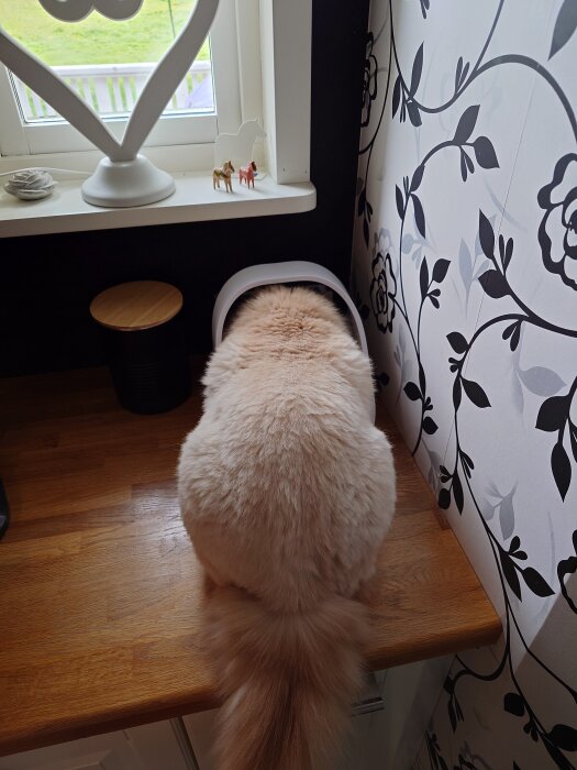 Katt med ljus päls sitter på köksdisk och tittar in i en automatisk matskål i ett rum med blommig tapet.