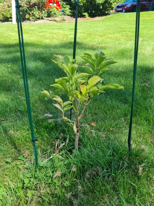 Stickling av fläder planterad på gräsmatta, omgiven av stödpinnar i solen. Plantan ser något torr ut med bleka blad.