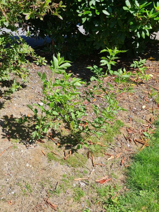 Flädersticklingar planterade i solbelyst trädgårdsmark med blandad jord och vissna blad på marken.