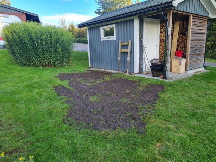Gräsmatta med jordlagd yta framför blått skjul, omgiven av grönt gräs och växter, del av trädgårdsarbete.