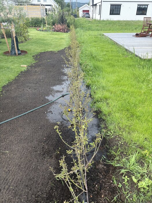 Ligusterhäck med vattenansamling i jorden, gräsmatta och trätrall i ett trädgårdsområde.
