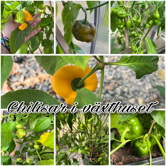 Chiliplantor med olika mognadsgrader i ett växthus. Vissa chilis har börjat ändra färg. Text i bild: "Chilisar i växthuset".