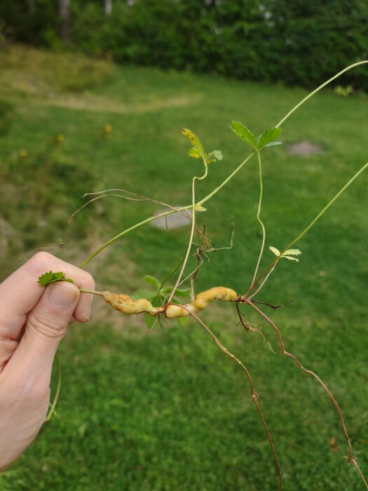 Hand som håller en revfingerört framför en gräsmatta.