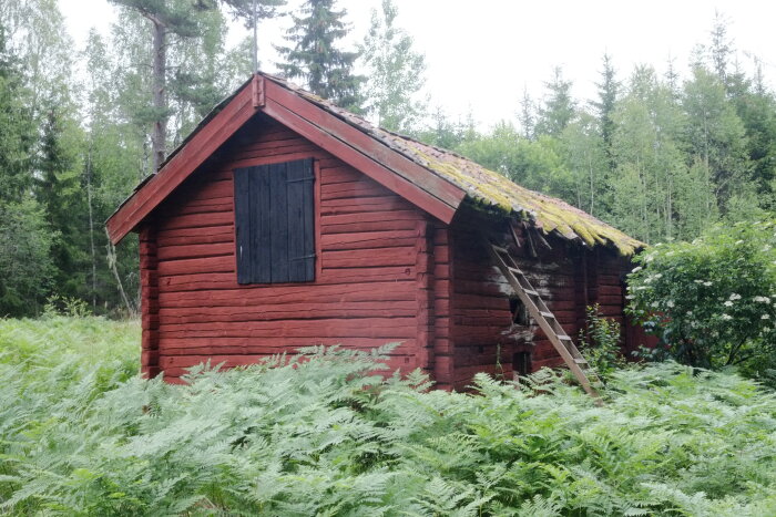 Rött timmerhus med trasigt tak, omgiven av grönska. En stege lutar mot husets sida under ett svampbevuxet tak.