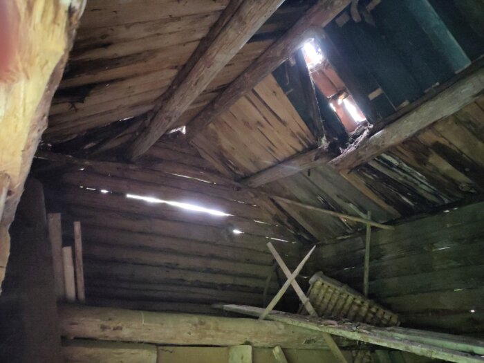 Ett gammalt, delvis raserat tak på ett timrat uthus med synliga hål och ljusinsläpp, förstärkningar samt travade brädor kan ses på insidan.