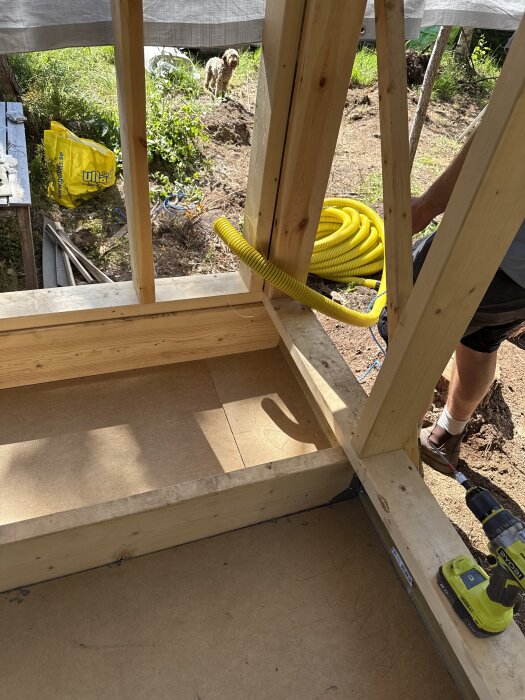 Gul slang dras genom träram i byggprojekt för friggebod, med grönt verktyg nära. Trädgård med grönska och hund i bakgrunden.