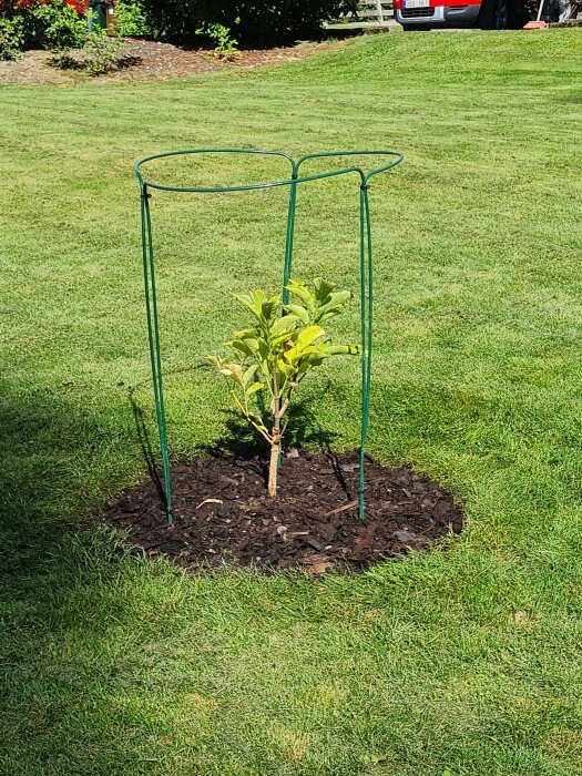 En planta omgiven av täckbark med stöd av en grön växtstödram i en gräsmatta.