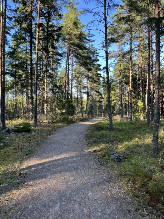 En grusad stig slingrar sig genom en solbelyst skog med höga tallar och grönt underlag av mossa och gräs.