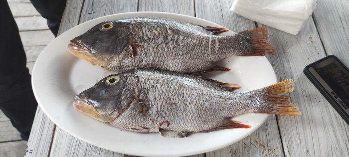 Två hela fiskar ligger på en vit tallrik, redo att tillagas.