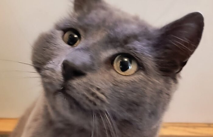 Grå katt med svullnad på höger kind ser uppmärksamt in i kameran.