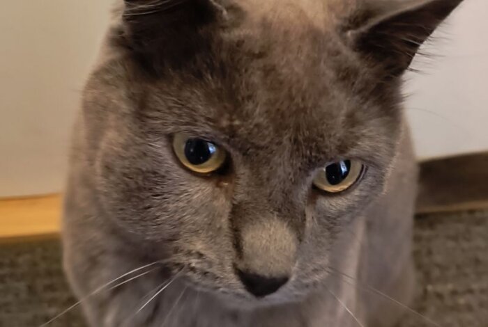 Grå katt med gulnande ögon och en svullnad på höger kind, sitter inomhus på en matta.