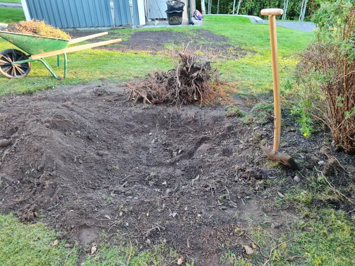 Uppgrävd Spireabuske med rötter, spade och skottkärra på en gräsmatta vid sidan av ett hus.