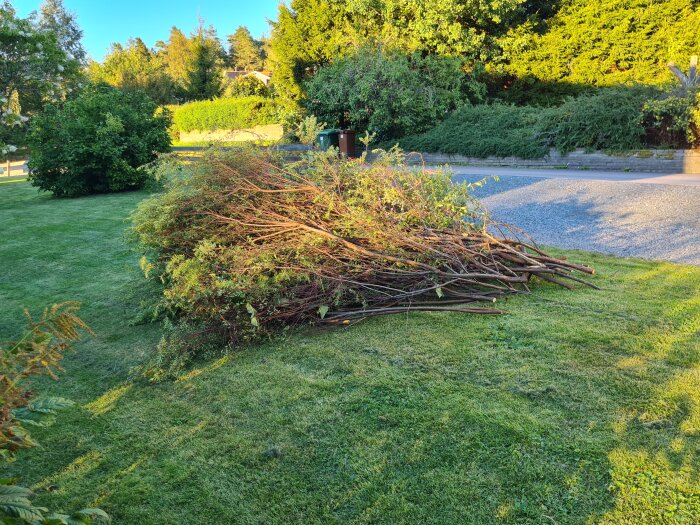 Buske av Spiraea ligger vält på gräsmatta med bakgrund av grönska och grusuppfart under soligt väder.