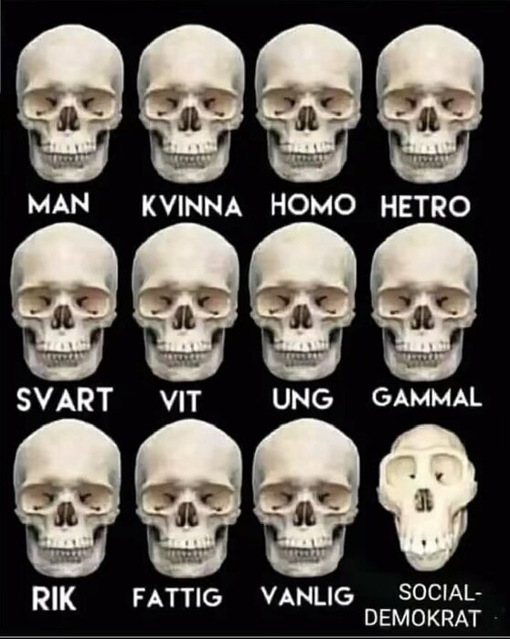 Mänskliga skallar märkta som man, kvinna, homo, hetro, svart, vit, ung, gammal, rik, fattig och vanlig samt en apa märkt socialdemokrat.