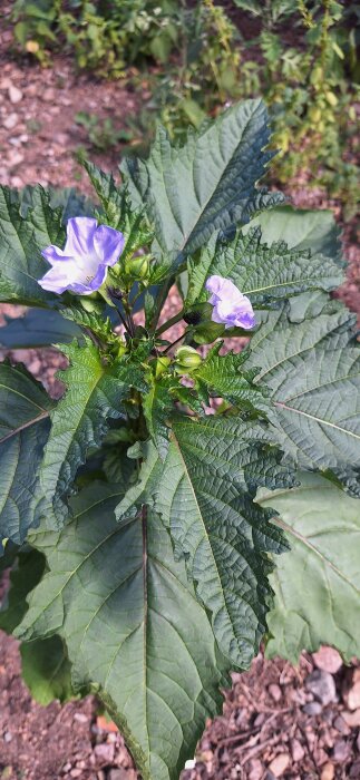 Blå ballongblomma utan prickar på bladen, omgiven av grönska i en hönsgård.