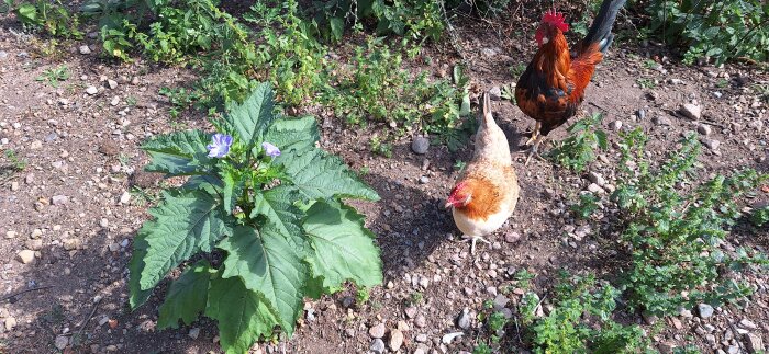Blå ballongblomma i hönsgård med två hönor kring växten, omgiven av stenar och annan grönska.