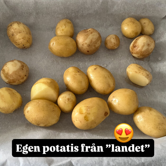 Brun- och guldfärgade färska potatisar på ett bakplåtspapper efter skörd.