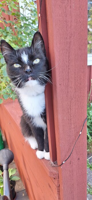 Svartvit katt sitter på en brun träbänk och tittar fram mellan två trästolpar, omgiven av grönska.