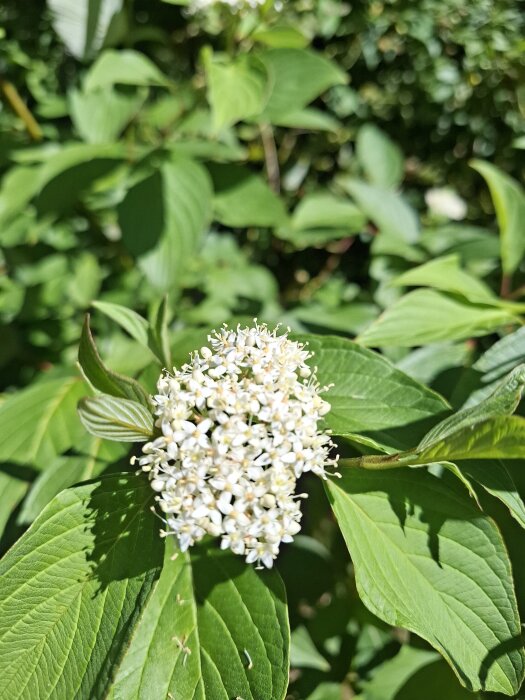 En buske med gröna blad och små vita blommor i fokus mot en bakgrund av täta lövverk.