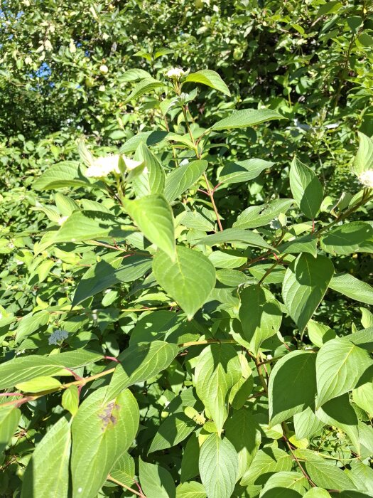 Buske med gröna blad och vita blommor som växer tätt ihop, skuggar ett äppelträd i en trädgård.