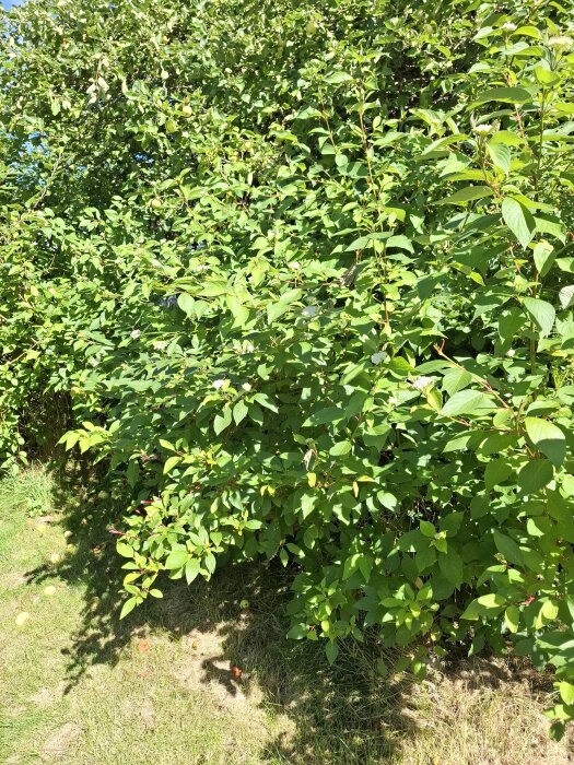 Buskar med tätt lövverk som skuggar ett äppelträd i en trädgård.