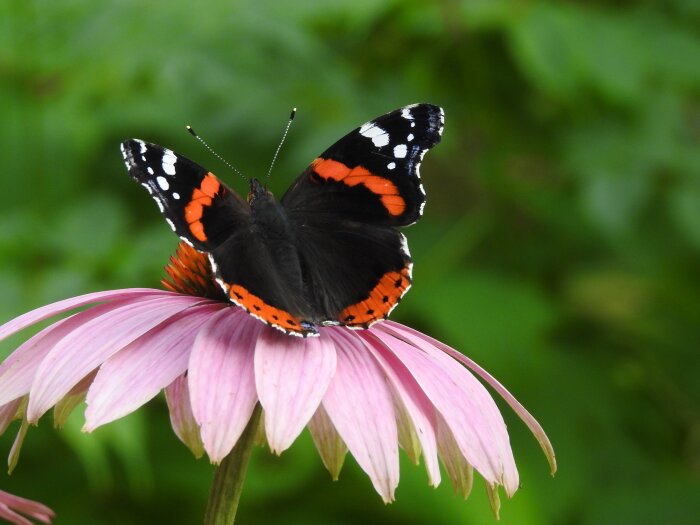 En amiralfjäril på en blommande Echinacea purpurea 'Magnus' i trädgården.
