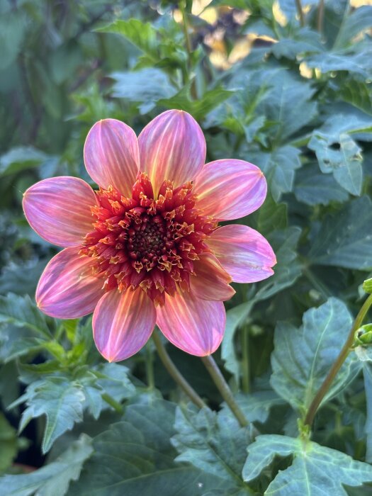 En dahlia med tangerin-färgade kronblad och en röd-orange mitt, omgiven av gröna blad i bakgrunden.