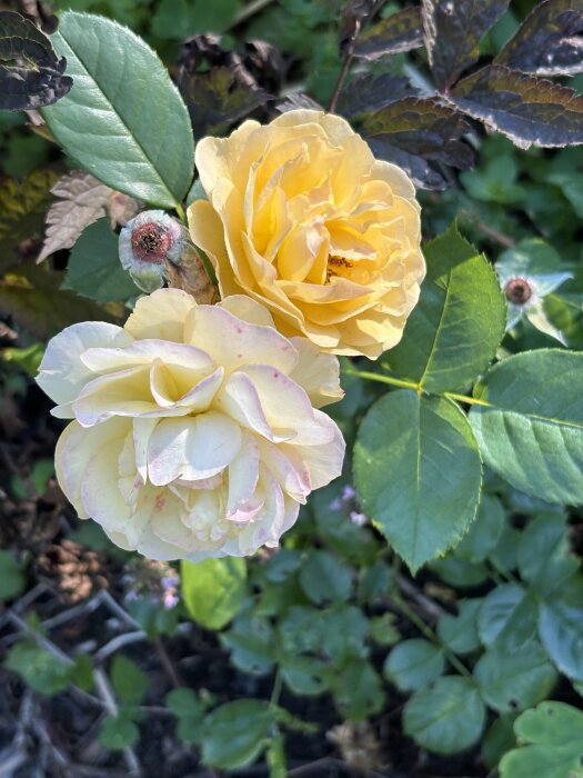 Gula och krämiga rosor blommar i trädgården med gröna blad i bakgrunden.