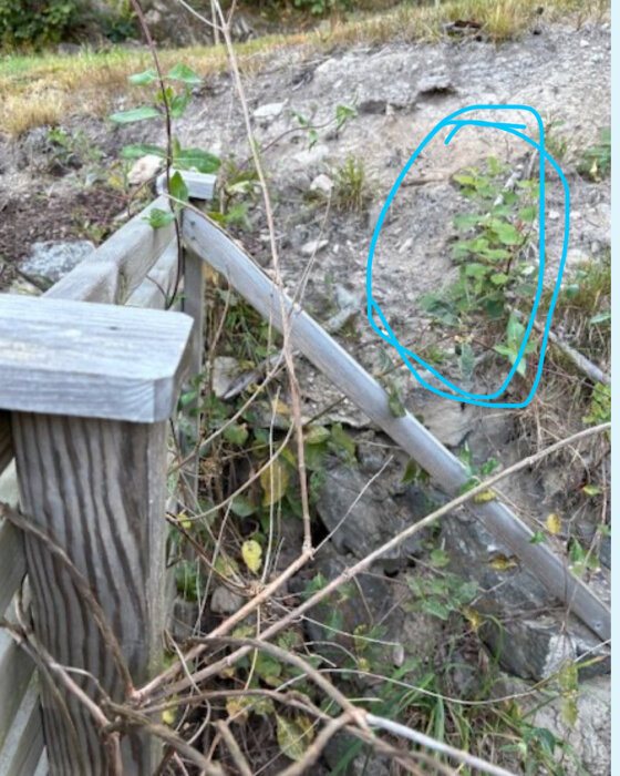 Växt vid trästolpe med gröna blad, möjligen parkslide. Klätterväxt längs stolpe, kan vara klematis. Omgiven av stenig mark.