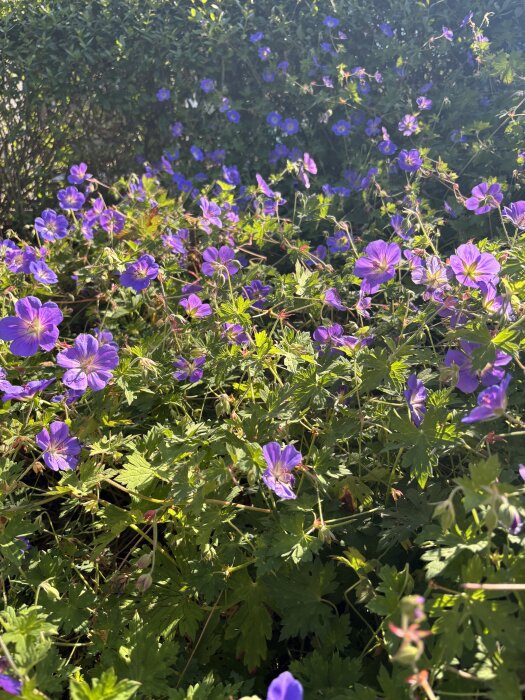 Lila trädgårdsnävor av sorten Rozanne blommar rikligt i grönskande trädgårdsmiljö.